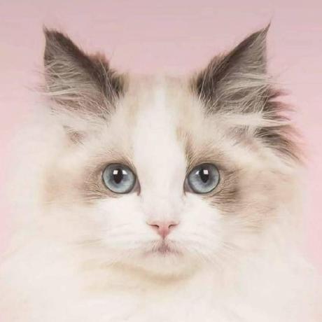 HarmonyOS MCP Server