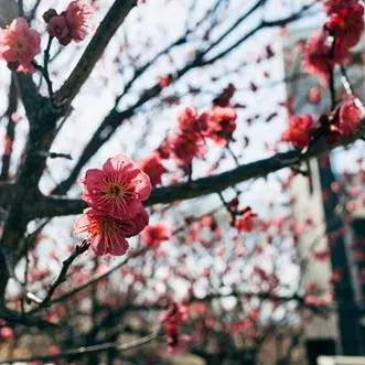 Langgraph-MCP Client for Postgresql Example