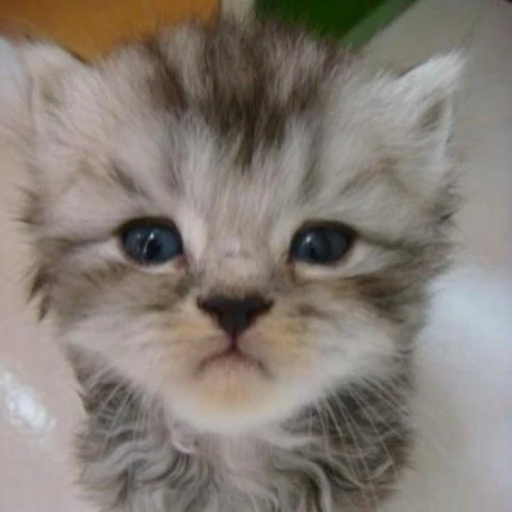 Apifox MCP 伺服器