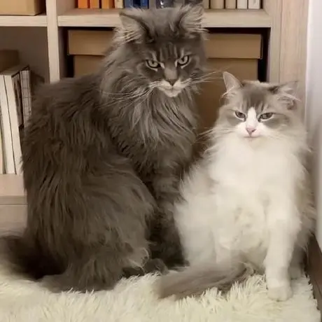 MCP Neo4j Knowledge Graph Memory Server