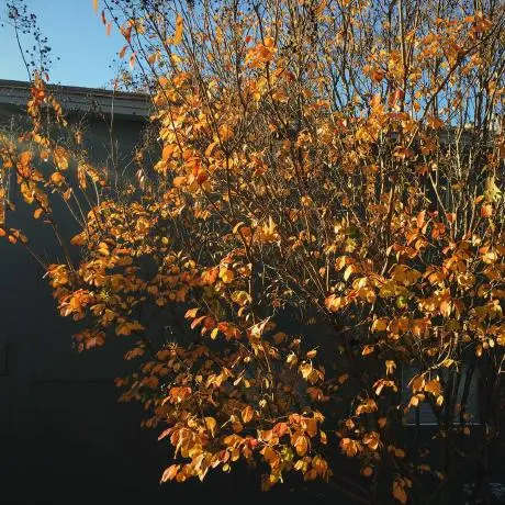 OmniFocus MCP Server