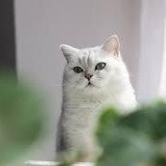 Weekly Report Checker MCP Server