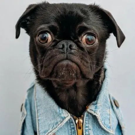 NextApp Payments MCP Server Demo