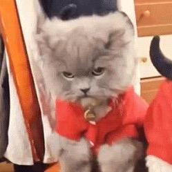 Mcp_tool_override_tester