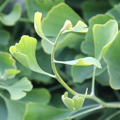 MCP Prometheus Server