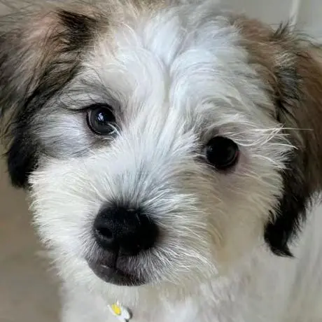 🏗️ Revit MCP Server