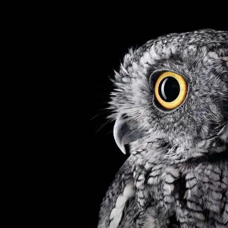 ModelContextProtocol.Inspector.Net