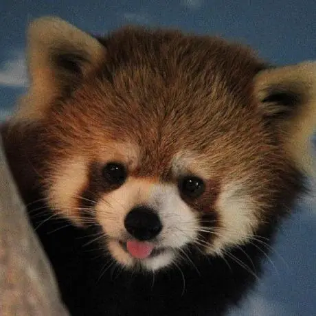 天气 MCP 服务器