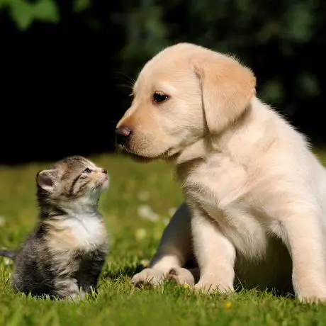 CAD-MCP Server (CAD Model Control Protocol Server)