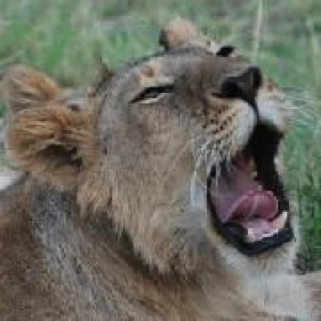 Checklist MCP Server