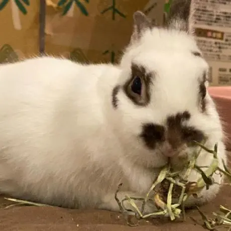 My Slack MCP Server Extension