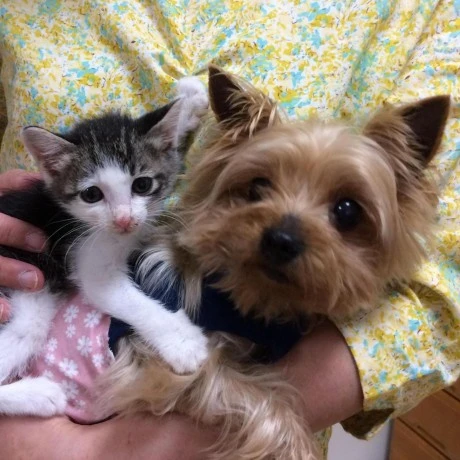 Integrated Search MCP Server