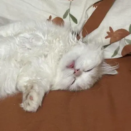 Deepseek Thinker MCP Server